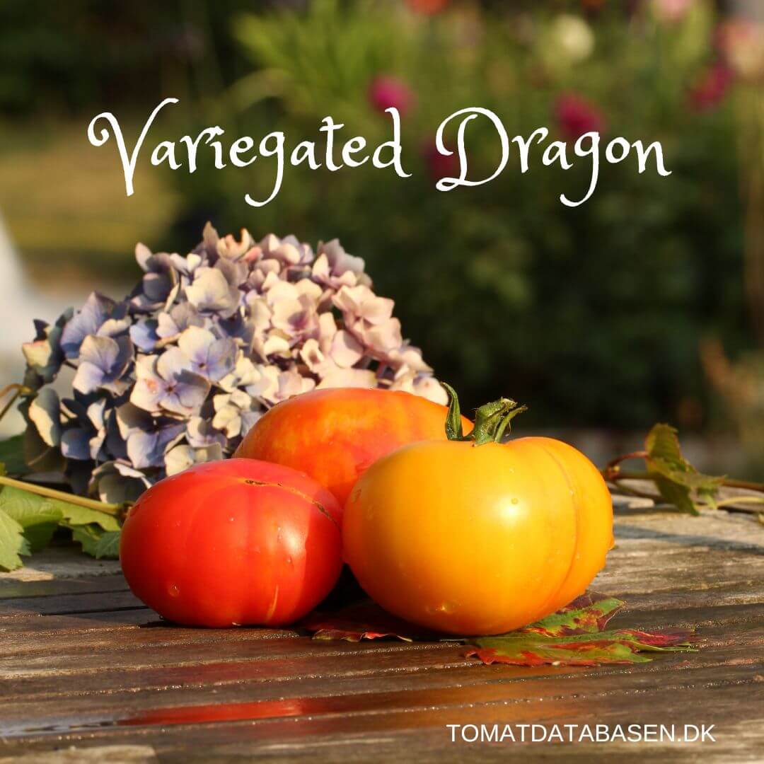 Variegated Dragon